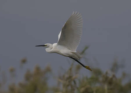 The little egret (Egretta garzetta) is a species of small heron in the family Ardeidae. It is a white bird with a slender black beak, long black legs and.の写真素材