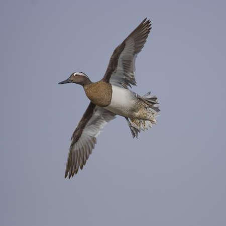 The garganey (Spatula querquedula) is a small dabbling duck. It breeds in much of Europe and across the Palearcticの写真素材
