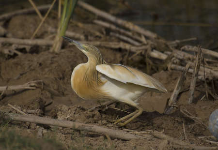 The squacco heronの写真素材