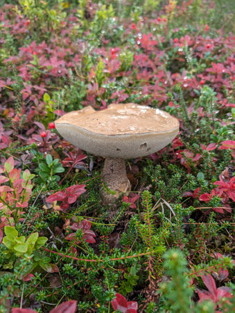 Brown Birch Bolete in Autumnal Landscapeの写真素材