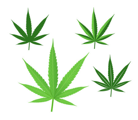 Cannabis leaf design vector set isolated on white background. Green hemp plant, Ganja leaf, Marijuana, hash, hemp sketch icon. Botanical concept illustration.&#xA;のイラスト素材
