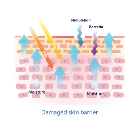 Damaged skin barrier vector on white background. The weak skin barrier make tight arrangement between cells is lost, irritants to get in easier and dehydrated skin.のイラスト素材