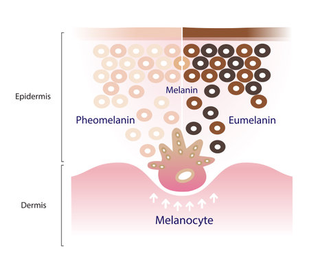 The mechanism of skin pigmentation vector on white background. Comparison of two types of melanin, eumelanin and pheomelanin are produced by melanocytes in the epidermal layer.のイラスト素材