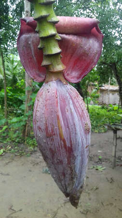 Banana blossom on a banana tree in the garden at Thailandの写真素材