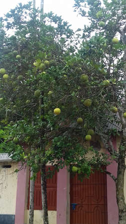Pomelo fruit hanging on a tree in the city of Hoi An in Vietnam.
