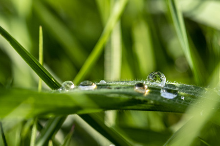 A macro shot of some droplets on a blade of grass.の写真素材