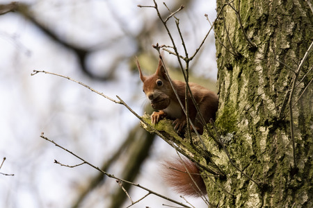 A portrait of a red squirrel sitting on a tiny branch looking around with a wallnut in its mouth.の写真素材
