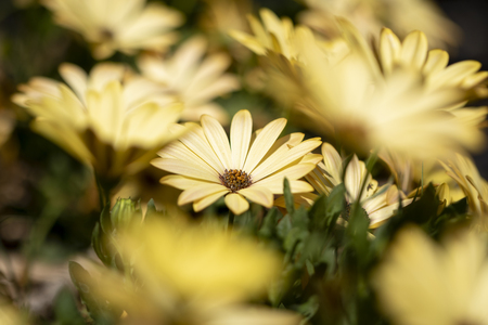 Yellow spannish daisy between a bokeh blur or other spannish daisies.の写真素材