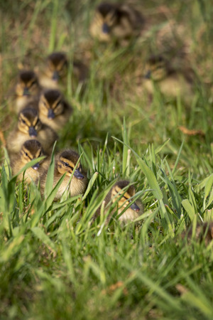 A portrait of some baby ducks walking through some tall grass behind their mother. they are walking in a cute row behind each otherの写真素材