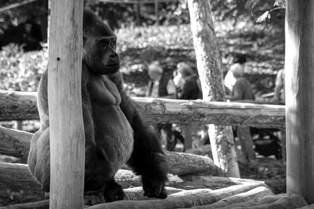 A portrait of a big strong silverback gorilla sitting in a wooden house outside in a zoo.の写真素材