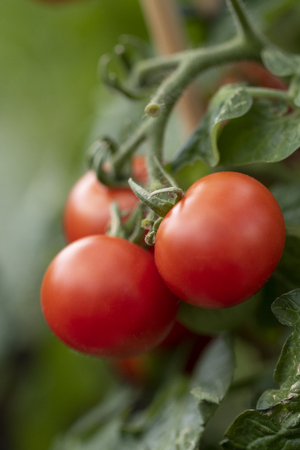 A macro portrait of a bunch of cherry ripe tomatoes still hanging on the branch of the tomato plant they grew on. They are ready to be plucked by the farmer and to get eaten.の写真素材