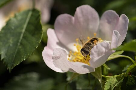 A macro portrait of a gliding fly in a white flower it is resting between the petals and the pistils of a mocking orange flower or the Philadelphus coronarius.の写真素材