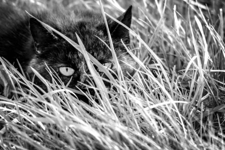 A portrait of a cat hiding form humans in tall grass in a meadow. It crouched and took a stealhty stance so it thought it could not be seen.の写真素材