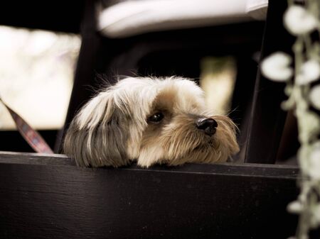 A dog resting its head on a wooden plank, just to keep an eye on things.の写真素材