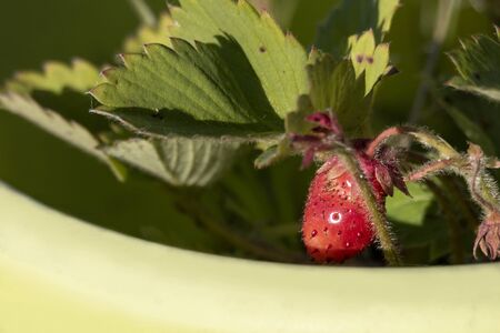 A portrait of a red ripe strawberry still hanging on the plant of grew on waiting to be picked. it is a macro shot so you can see all of the details.の写真素材