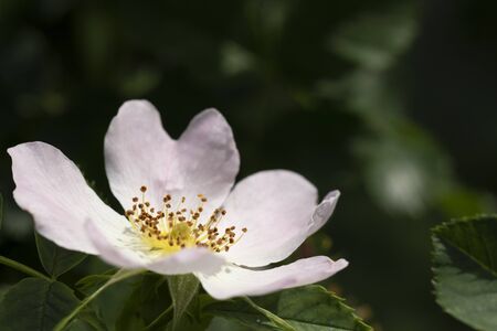 A close up portrait of a white farmers jasmin flower with the pestils visible between some green leaves.の写真素材