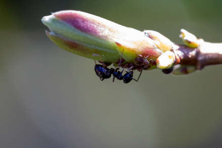 A portrait of an ant milking aphids which are located below a flower at the tip of a branch of a plant. The black insect is interested in the honeydew produced by the aphids.の写真素材