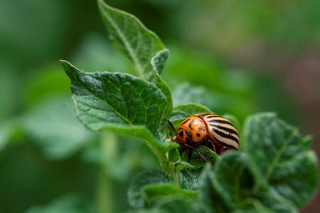 A macro portrait of a leptinotarsa decemlineata, also called a colorado bug in between the leaves of a potato plant. The insect is a beetle and mostly feeds on the plants of the nightshade family.の写真素材