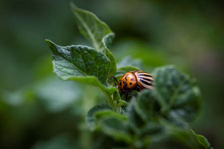A macro portrait of a colorado beetle, also called leptinotarsa decemlineata in between the leaves of a potato plant. The insect mostly feeds on the plants of the nightshade family.の写真素材