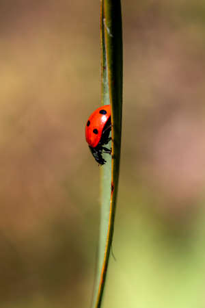 A colorful macro portrait of a ladybird, also called ladybug, walking down a blade of grass looking for some food. The useful insect is a hunter which feeds itself with aphids and other small bugs.の写真素材
