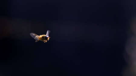 A portrait of a bee hovering in the air looking around for a place to find some nectar to collect and make honey. The insect is flying in front of a dark background.の写真素材