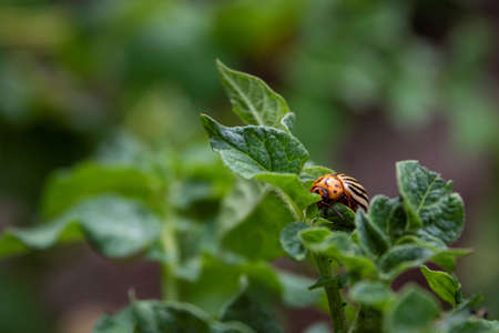A macro portrait of a colorado bug, also called leptinotarsa decemlineata in between the leaves of a...