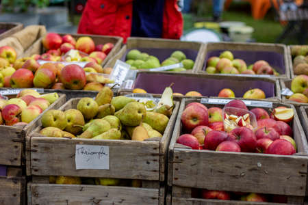 A portrait of wooden baskets full of different kinds of healthy and delicious, homegrown and biological fruit. There are mainly different kinds of apples and pears in the crates.の写真素材