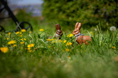 two chocolate easter bunnies in the grass and between dandelions in the garden, ready for the kids who are coming for the easter egg hunt.の写真素材