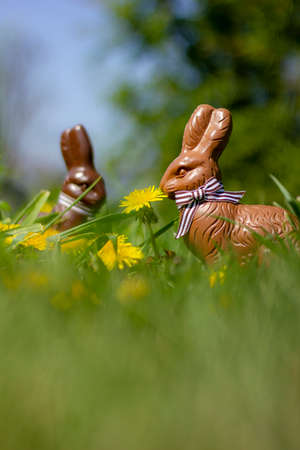 Two chocolate easter bunnies in the grass and between dandelions in the garden, ready for the kids to find on their easter egg hunt.の写真素材