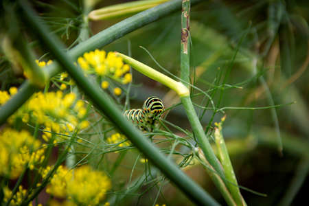 A portrait of a hidden caterpillar of a queen page butterfly on a green blade of grass between some yellow flowers.の写真素材