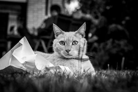 A black and white portrait of a cat resting on a piece of paper in the grass lawn of a garden after playing with the piece of paper.の写真素材