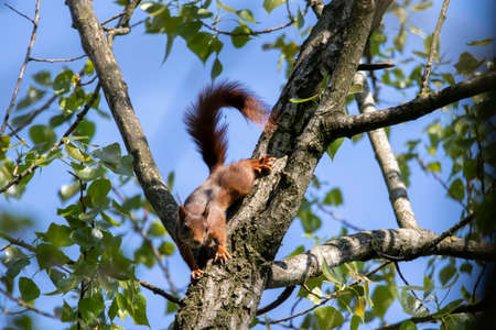A squirrel climbing in a tree, carefully climbing through all branches, making sure it does not fall down.の写真素材