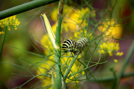 A portrait of a caterpillar on a green blade of grass between some yellow flowers. When it grows up it will be a queen page butterfly.の写真素材