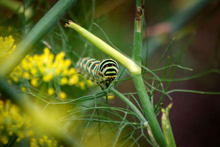 A portrait of the caterpillar of a queen page butterfly on a green branch between some yellow flowers.の写真素材