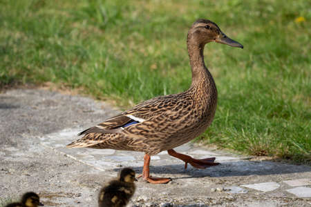 Portrait of a duck, walking around followed by its babies.の写真素材