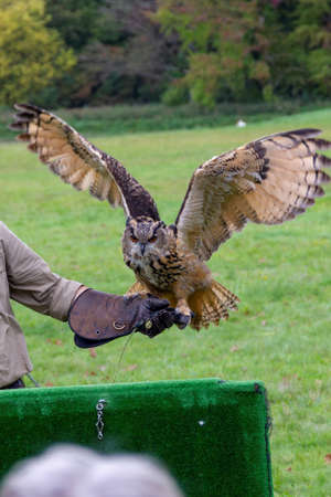 A portrait of a eurasian eagle-owl spreading its wings ready to fly away from the falconer holding it on a glove during a bird of prey show.の写真素材