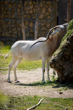 A portrait of an addax or screwhorn antelope trying to reach some food on a rock covered in moss. It is known for its long horns which are twisted.の写真素材