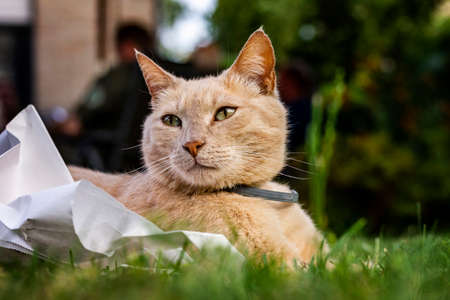 A close up portrait of a cat lying outdoor on a piece of paper in the grass, looking around and trying to get some rest.の写真素材