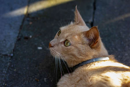 An portrait of an orange cat looking up while lying outisde on a stone terrace floor.の写真素材