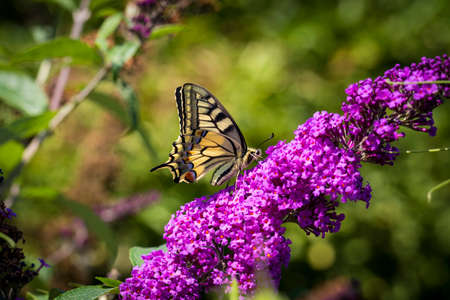 A sideways portrait of a papilio machaon or otherwise known as the queen page. The butterfly is sitting on a branch full of purple flowers from the butterfly bush.の写真素材