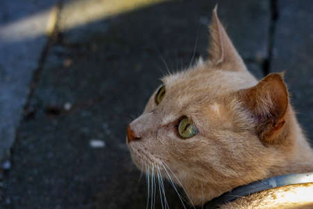 A close up portrait of an orange cat while it is looking up and lying on a gray stone terrace floor outside. The eyes are full of detail.の写真素材