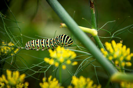 A portrait of the caterpillar of a queen page butterfly on a green blade of grass between some yellow flowers.の写真素材