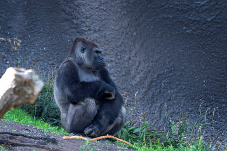 A portrait of a silverback gorilla sitting on a slide of a rocky mountain in a park looking forward....