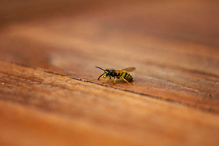 A close up portrait of a wasp on a wooden table. The wasp was gathering woodchips to use at its nest.の写真素材
