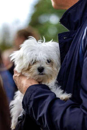 A portrait of a small white boomer puppy dog being held by some because it is tired and to small to walk between a big crowd safely.の写真素材