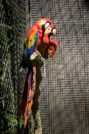 A portrait of three beautiful colored parrots sitting on a branch in a cage at a zoo.の写真素材