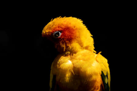 A portrait of a beautiful and colorful parrot appearing form the dark. The darkness and the light make for a colorful portrait.の写真素材