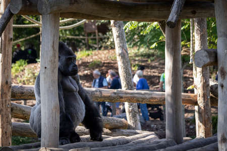 A portrait of a big strong silverback gorilla sitting in a wooden house outside in a zoo.の写真素材