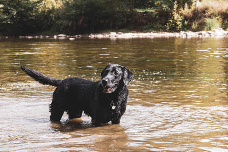 A portrait of a black labrtador retriever standing in a river waiting to retrieve a stick or ball to be thrown.の写真素材