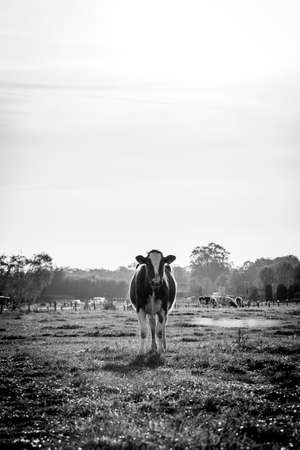 A scenic black and white portrait of an isolated cow looking straight at the camera.の写真素材